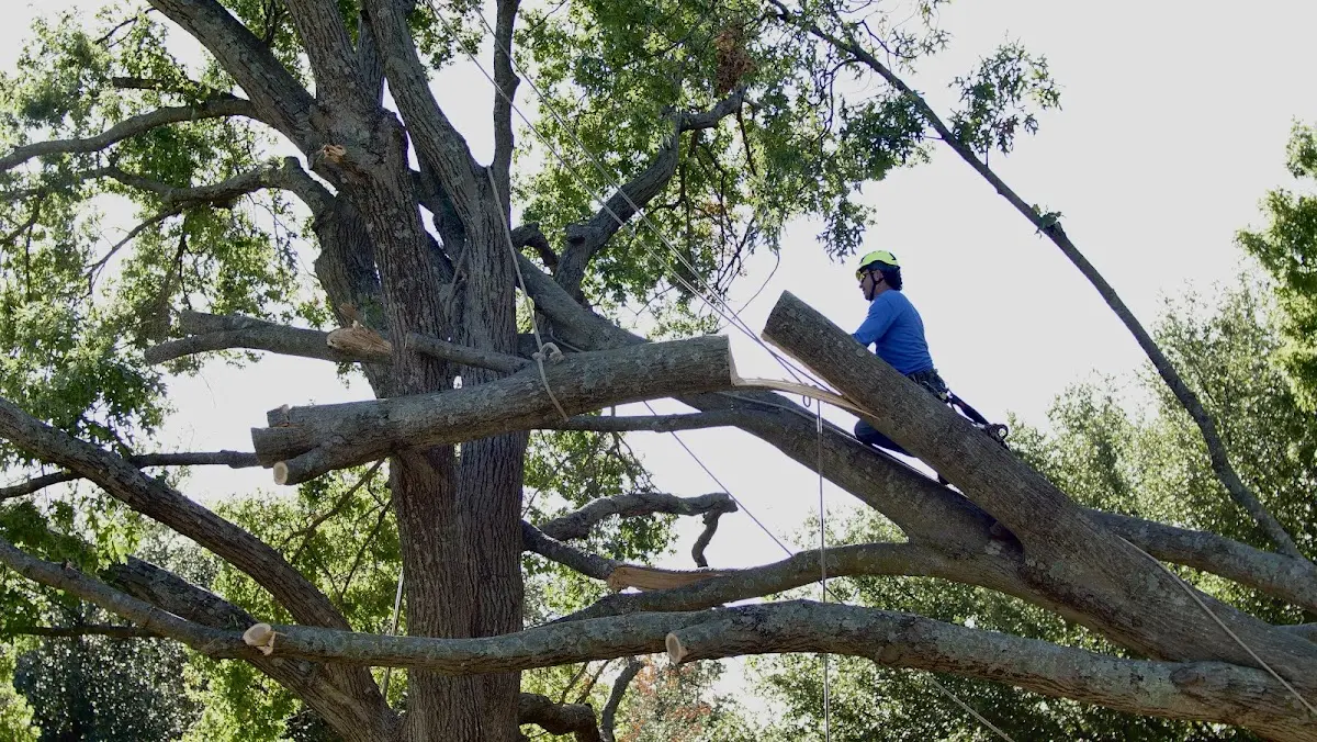 Professional Crown Thinning performed by certified arborists in Ellenton