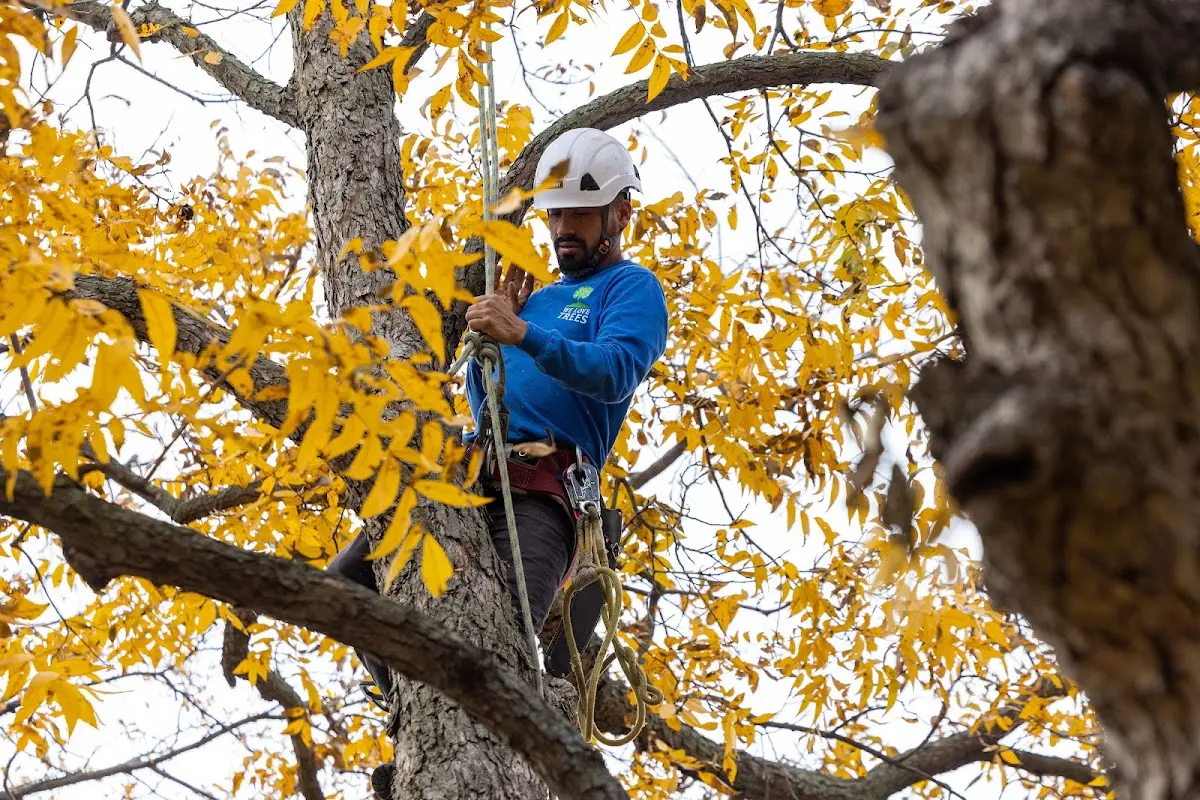 Skilled Tree Planing crew working in Ellenton